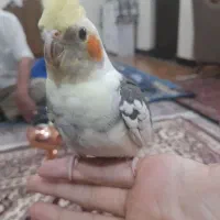 عروس هلندی،گمشده|پرنده|زنجان, |دیوار