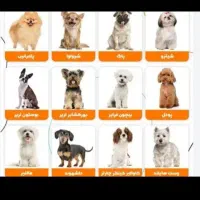 سگ پیدا شده