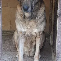 سگ عراقی ماده|سگ|مشکین‌دشت, |دیوار