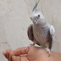 آلبینو مرواریدی ماده