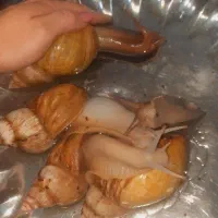 حلزون آچاتینا اسکارگو|آرایشی، بهداشتی، درمانی|میاندوآب, |دیوار