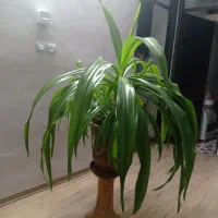 گل ذرتی پانزده سالگی|گل و گیاه طبیعی|شیراز, رکن‌آباد|دیوار