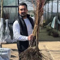 شلیل مغان پیش رس