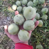 گردو با پوست