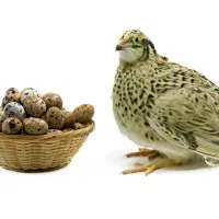 نطفه دار بلدرچین