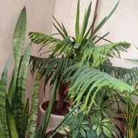 گل کاج مطبق همراه با گلدان سرامیکی سفید