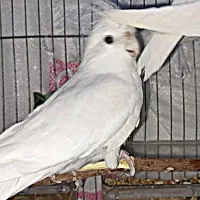 عروس آلبینو چشم قرمز