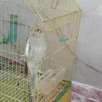 عروس هلندی اشتی