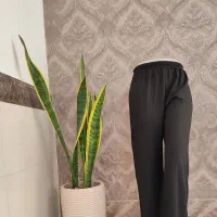 دوخت شلوار و تاپ و تیشرت|لباس|پاکدشت, حصار امیر|دیوار