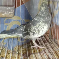 عروس هلندی نر ماده و ماده تک|پرنده|مشهد, شهید معقول|دیوار