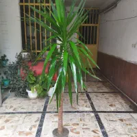 درختچه یوکا ۲ متری