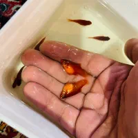 ماهی پلاتی بالن خونی