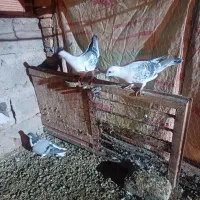 کبوتر