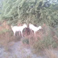 فروش کهره پاکستانی ۳ عدد