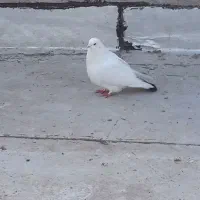 کبوتر