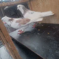 کفتر کفتر بازی|پرنده|ری, علایین|دیوار