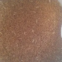 گندم امسال تمیز