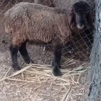 بره نر