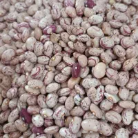 عدس|خوردنی و آشامیدنی|تهران, بازار|دیوار