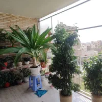 گل سوسن عنکبوتی و بنجامین بلک|گل و گیاه طبیعی|تهران, تهرانپارس شرقی|دیوار