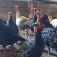 بوقلمون محلی اصل|حیوانات مزرعه|شیراز, حجت آباد|دیوار