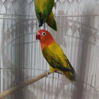 کوتوله وعروس هلندی|پرنده|مشهد, ایثار|دیوار