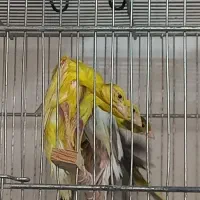 جیبوسو ۲۰۲۶