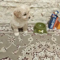 واگذاری سگ شیتزو