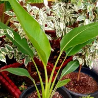 گل نخل مسافر نیکولای یا پرنده بهشتی درخت مسافر