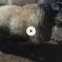 بران‌شین‌بش‌‌تازه‌ازشیره‌پاک‌شده