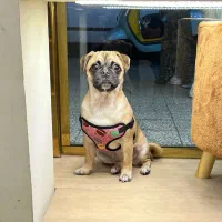 سگ پاگ اصل ماده