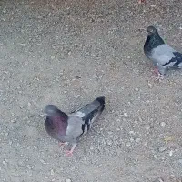 کبوتر|پرنده|داران, |دیوار