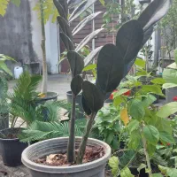 زاموفیلیا سوپر بلک و سبز|گل و گیاه طبیعی|بندر انزلی, کوی آزادگان|دیوار