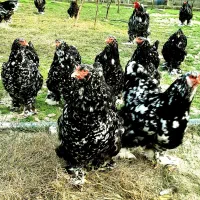 ارائه جوجه برهما وارداتی در رنگ های متنوع