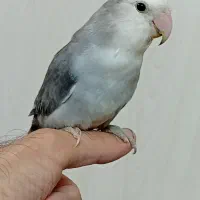 طوطی برزیلی نر دستی