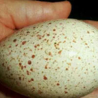 تخم  بوقلمون برنز و بوربون نطفه دار