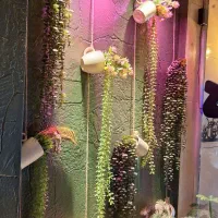 دکور گل و بوته خارجی