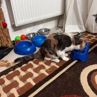 پانسیون خانگی گربه/پانسیون /گربه/پانسیون میومیو|خدمات پیشه و مهارت|مشهد, جاهد شهر|دیوار