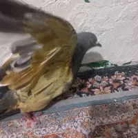 کبوتر پاکستانی|پرنده|بندر کنگان, |دیوار