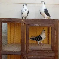 قفس چوبی