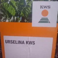 بذر چقندر کارخانه بیستون