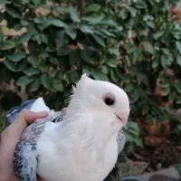 کفتر پشت طاووسی وپشت آبی وطوقی