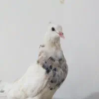 شوش