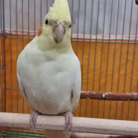 عروس هلندی لوتینو|پرنده|اصفهان, پوریای ولی|دیوار