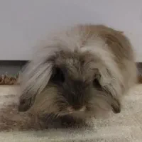 خرگوش لوپ اصیل با لوازم