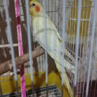 عروس چش شرابی|پرنده|میانه, |دیوار