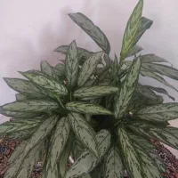 گلهای طبیعی