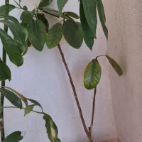 گل شفرا فیکوس جنگلی