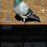 کبوتر