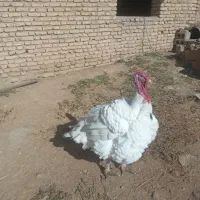 فروش یک عدد بورقلمون